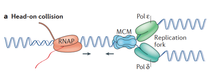 聽(tīng)說(shuō)又出現(xiàn)人類(lèi)突破，癌癥被攻克了？